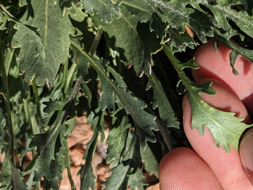 Image of Packera texensis by (c) Eric Knight, some rights reserved (CC BY)