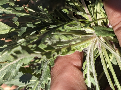 Image of Packera texensis by (c) Eric Knight, some rights reserved (CC BY)