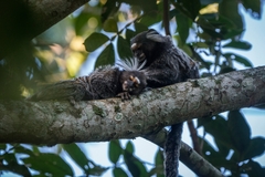 Callithrix jacchus × penicillata