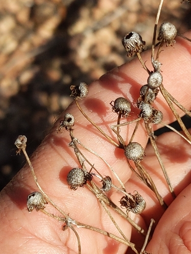 Image of Packera texensis by (c) Eric Knight, some rights reserved (CC BY)