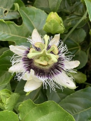 Passiflora edulis