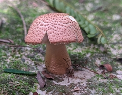 Fungi