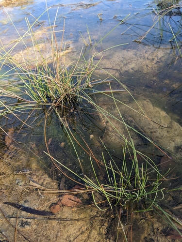 Image of Eleocharis rostellata by (c) Eric Knight, some rights reserved (CC BY)