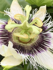 Passiflora edulis