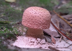 Fungi