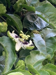 Passiflora edulis