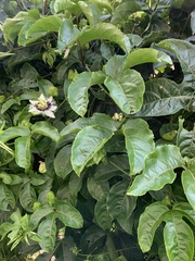 Passiflora edulis
