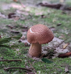 Fungi