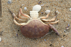 Metacarcinus anthonyi