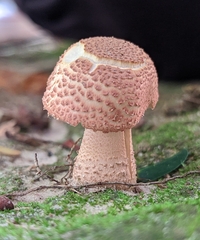 Fungi
