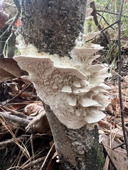 Irpiciporus