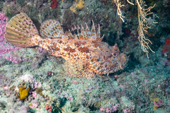 Scorpaena scrofa