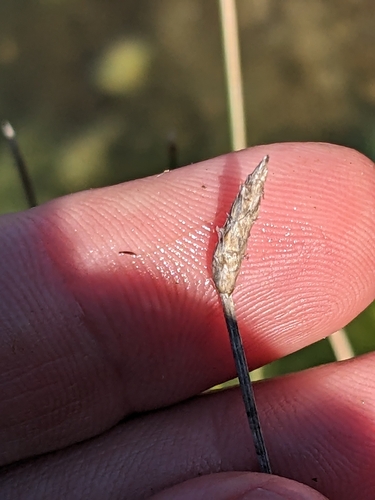 Image of Eleocharis rostellata by (c) Eric Knight, some rights reserved (CC BY)