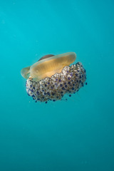 Cotylorhiza tuberculata