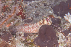 Crossosalarias macrospilus