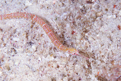 Corythoichthys ocellatus