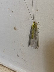 Italochrysa insignis