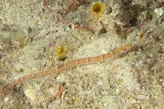 Corythoichthys ocellatus