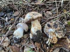 Cortinarius albofragrans