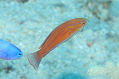 Paracheilinus rubricaudalis