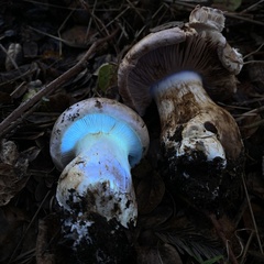 Cortinarius albofragrans