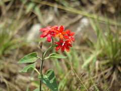 Oxypetalum coccineum