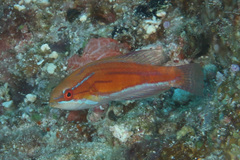 Paracheilinus rubricaudalis