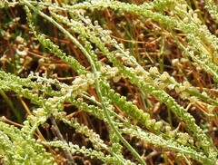 Reseda lutea