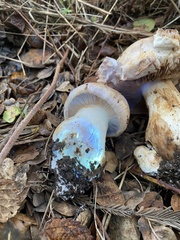 Cortinarius albofragrans