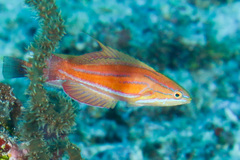 Paracheilinus rubricaudalis