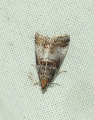 Acrobasis advenella
