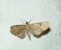 Eupithecia