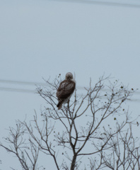 Buteo jamaicensis