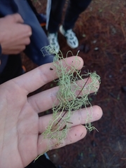Usnea articulata
