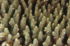 Acropora millepora