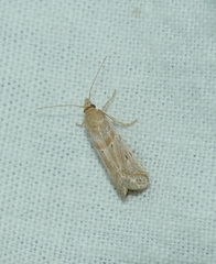 Ancylosis cinnamomella