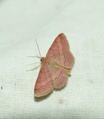 Scopula rubiginata