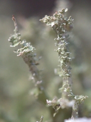 Cladonia squamosa