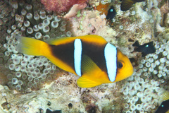 Amphiprion chrysopterus