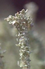 Cladonia squamosa