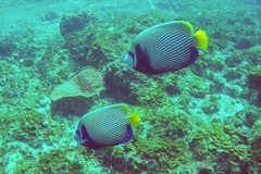 Pomacanthus imperator