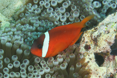 Amphiprion barberi