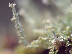 Cladonia squamosa