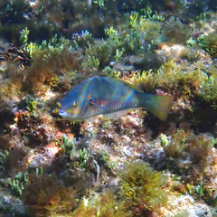 Stethojulis bandanensis