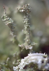 Cladonia squamosa