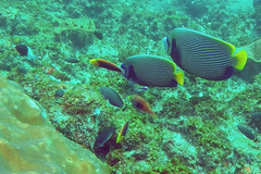 Pomacanthus imperator