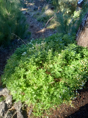 Argyranthemum adauctum subsp. adauctum image