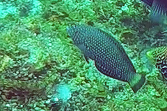 Anampses caeruleopunctatus