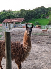 Lama glama