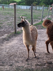 Lama glama